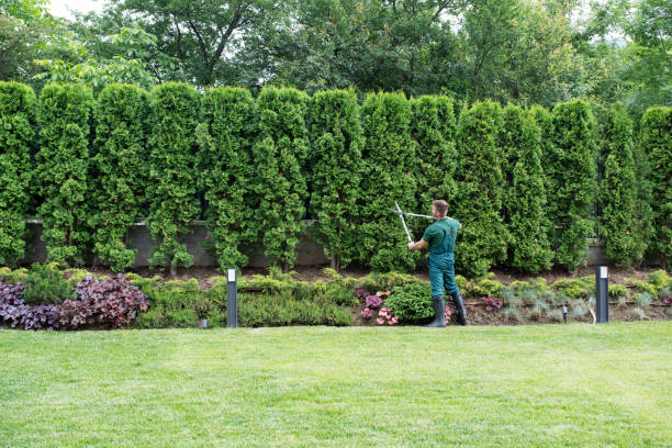 Best Hedge Trimming  in Saxapahaw, NC